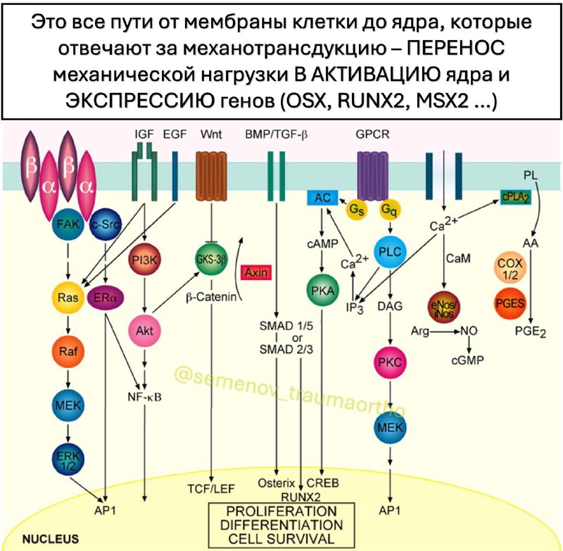 Почему и когда нужно наступать на сломанную ногу?