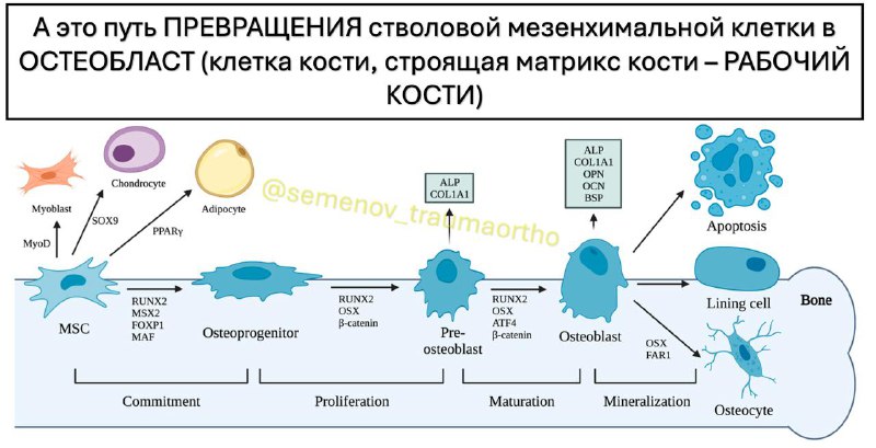 Почему и когда нужно наступать на сломанную ногу? — рентгенограмма, разбор клинического случая