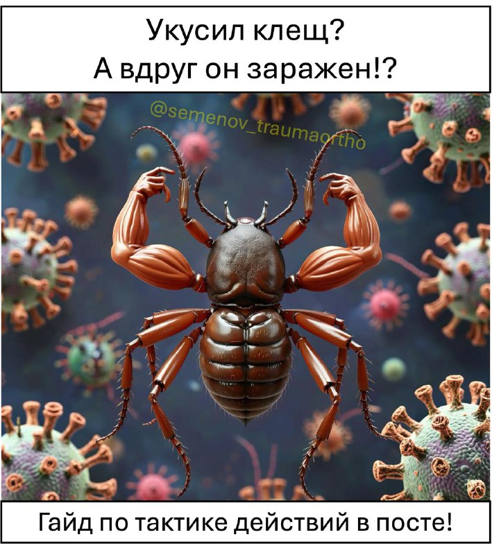 Укусил клещ: пошаговая инструкция и экстренные действия